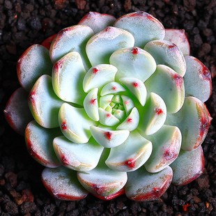 盆栽 白姬莲 多肉 minima 多肉植物 办公室室内创意盆栽花卉绿植点