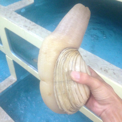 进口鲜活象拔蚌 象拔蚌屁 象拔蚌刺身水蚌 1.5斤/只