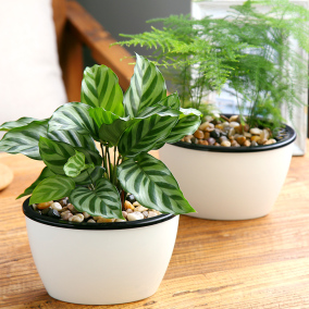 虎皮兰青苹果竹芋水培植物盆栽花卉室内绿植办公室龟背竹盆景