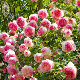 月季 正品|微型伊甸玫瑰藤 藤本月季花苗 阳台盆栽观花植物 四季开花