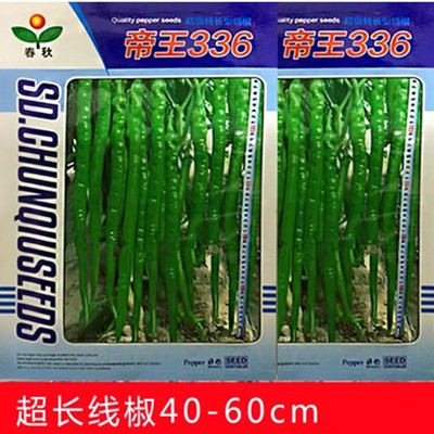 线椒种子杭椒种子亚洲加长三号 金丰加长三号f1辣椒高产超长线椒