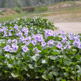 水培水生植物包邮水葫芦水浮莲凤眼莲水景造设空气超强污水净化器