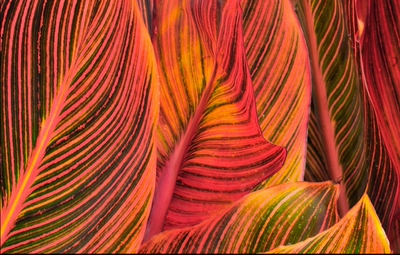 【分拍三区】火焰美人蕉非洲日落canna african sunset