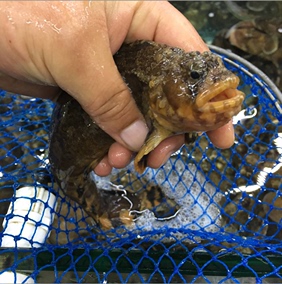 大連海鮮 渤海新鮮黑魚5兩左右/條 冰鮮大黑魚 小石斑魚 黑鮶魚