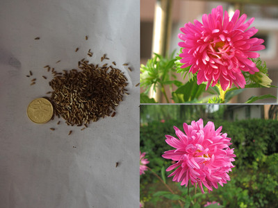 最好养活的 翠菊种子 江西腊 八月菊 阳台盆栽 好养的花卉种子