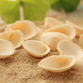 天然白贝壳10片 鱼缸造景装饰白色小贝壳海景鱼缸小海螺水族饰品