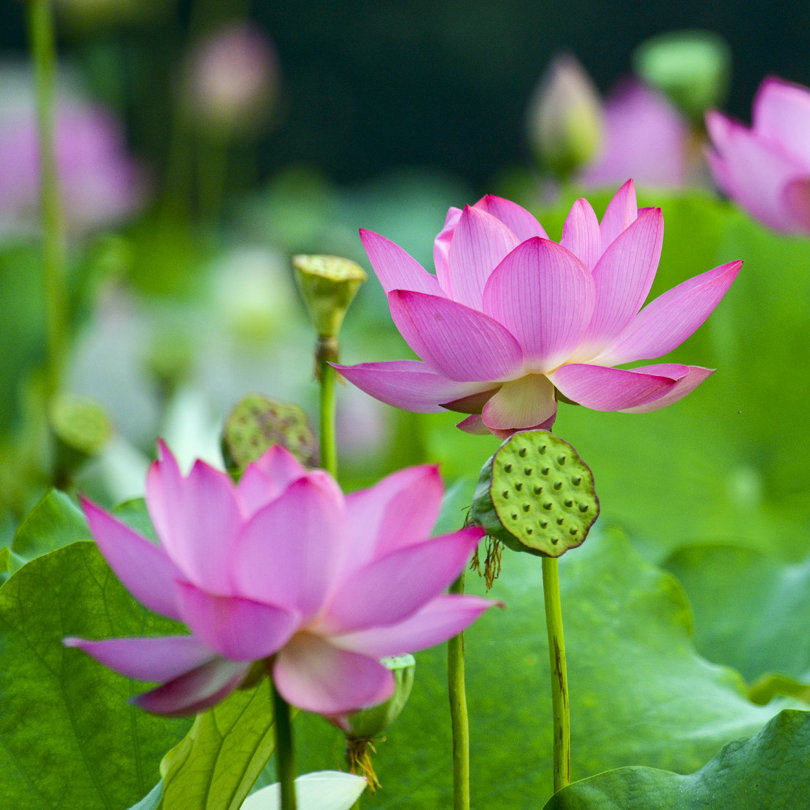 荷花苗莲藕种苗盆栽大型莲花水培水养盆栽荷花种根睡莲根块碗莲 ￥14.