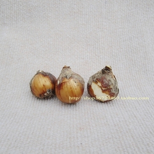 【特价】漳州水仙花种球 水仙种子 盆栽水培植物 尾球/花尾 含盆_步街