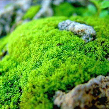 苔藓植物绿植微景观盆景,鲜活清苔,单买不包邮!
