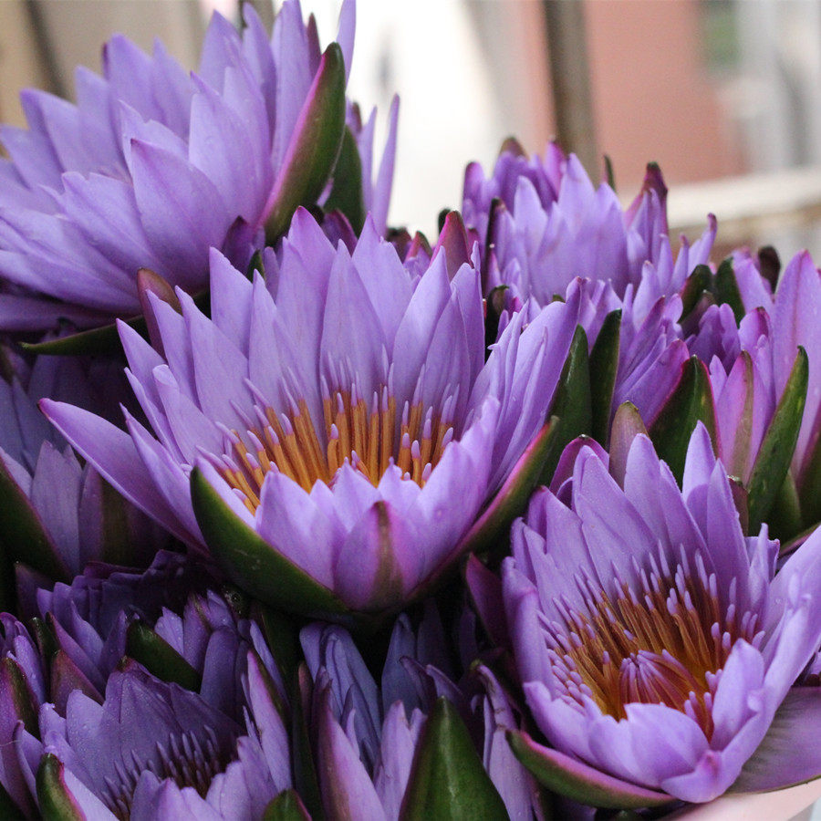 米兰达泰国蓝莲花纯露不提精油250ml保湿奇葩2:1蒸馏2瓶包邮