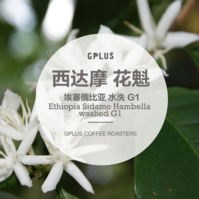 埃塞俄比亚西达摩花魁水洗g1新品上架100克