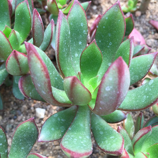 丹格朗斯多肉植物群生精选进口铭品室内萌物盆栽满额包邮真美多肉