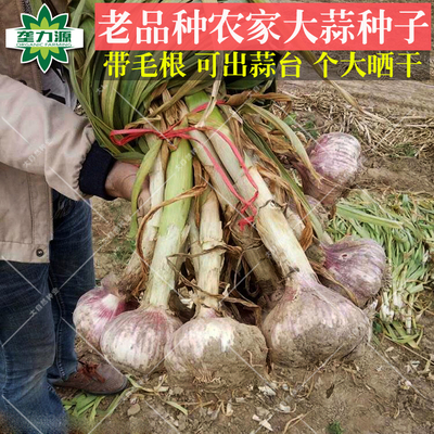 山東金鄉大蒜種子 農村自留種 帶老毛細根老蒜 可出蒜薹非轉基因