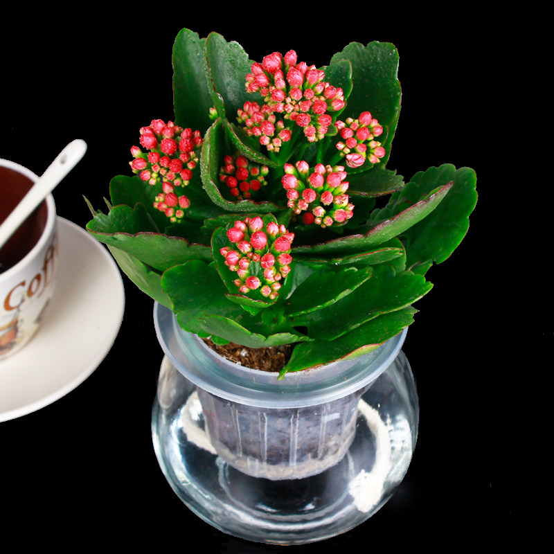 蝶美腊菊活颜保湿系列蜡菊补水保湿滋润淡细纹洁面醒肤水乳精华霜