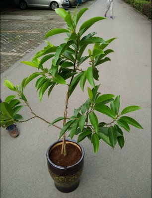 黄桷兰黄果兰黄角兰绿植室内盆栽办公室植物净化空气重庆同城花卉