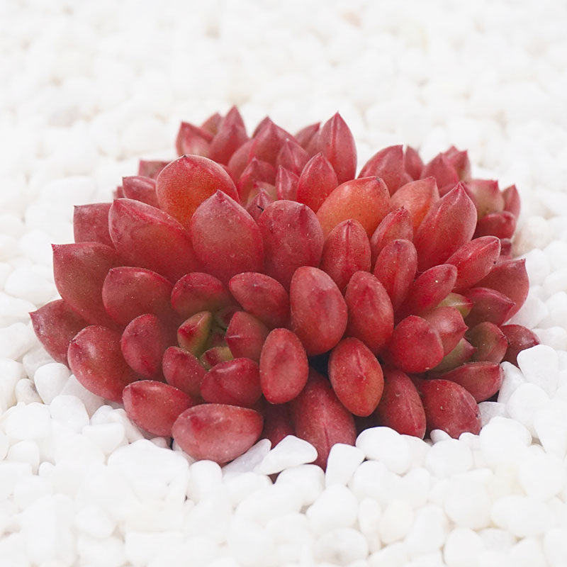 心叶球兰爱心多肉植物心形叶片情人节礼物母亲节爱心小礼物love