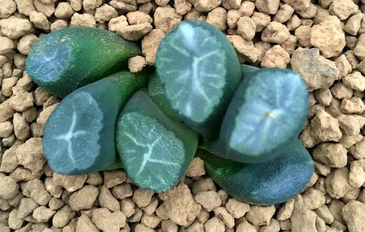 包邮十二卷组合多肉植物万象雪葵一物一拍花卉办公室内防辐射盆栽