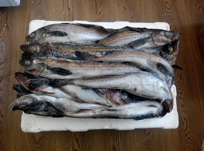 北朝鲜明太鱼新鲜明太鱼冷冻明太鱼延边鱼籽大棒鱼鳕鱼 6斤包邮