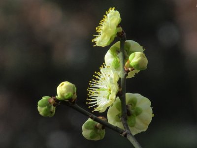 正宗綠萼梅 綠萼梅苗 盆栽梅花 綠梅花小苗 綠萼梅花 綠萼梅小苗