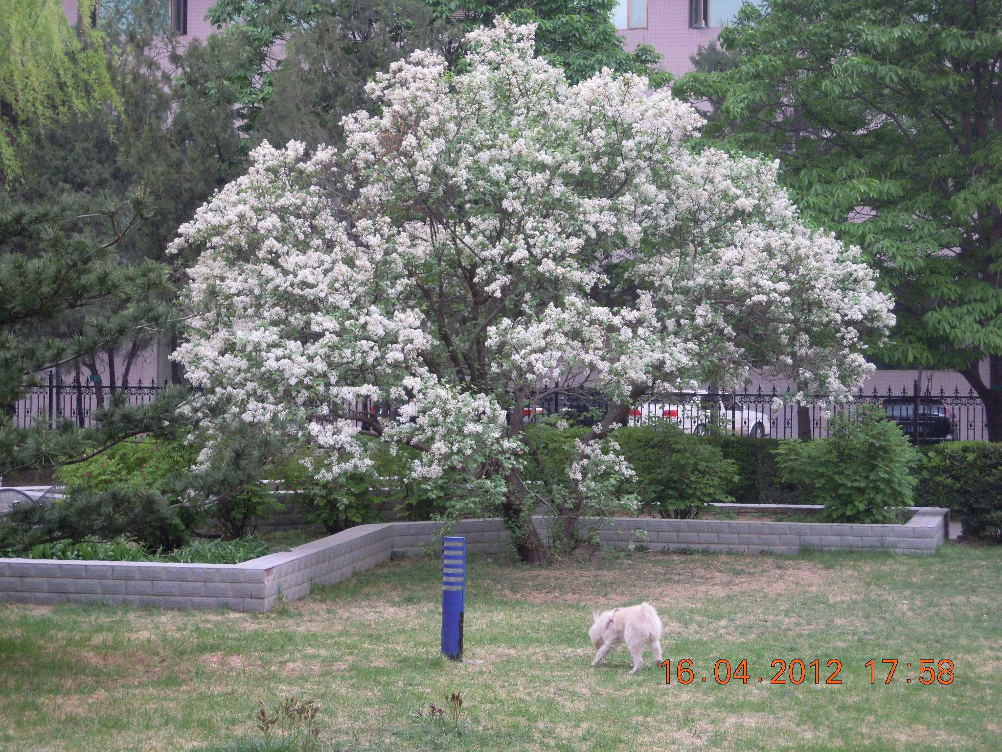 丁香花苗 庭院盆栽 可開花植物 丁香花樹苗 濃香花卉 香飄十里