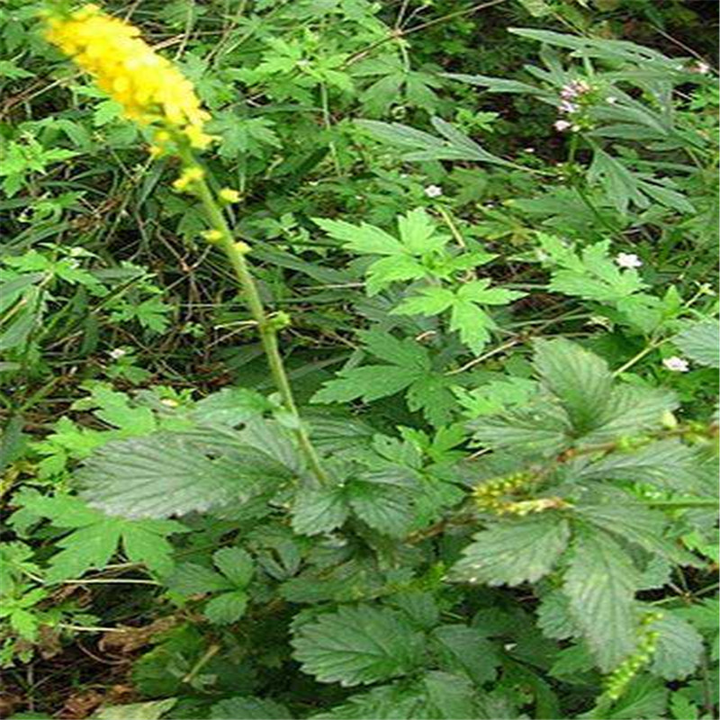 大山農家特產野生新鮮路邊黃仙鶴草 脫力草 瓜香草 老牛筋 狼芽草