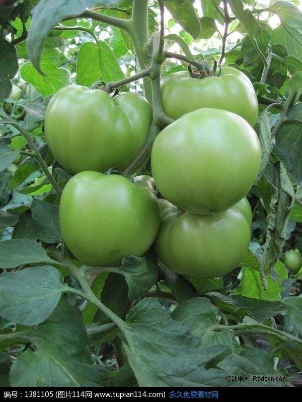 5斤新鲜现摘青西红柿 农家自种绿番茄新鲜蔬菜 江浙沪皖5斤包邮