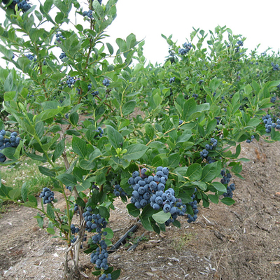 蓝莓苗 蓝莓树苗盆栽 南方北方果树苗种植当年结果矮从果树苗包邮