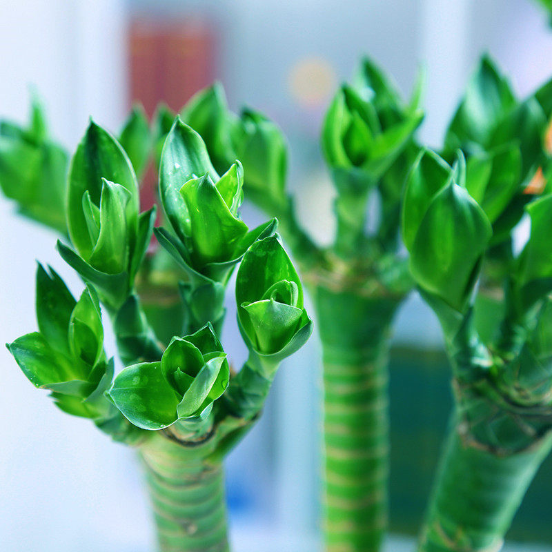 室内莲花竹龙竹水培富贵竹子龙爪竹直竹客厅室内水培植物花卉盆栽