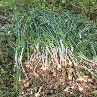 新鮮蔬菜 韭菜花 京津冀滿68包郵順豐 韭菜心 韭菜薹 一斤裝