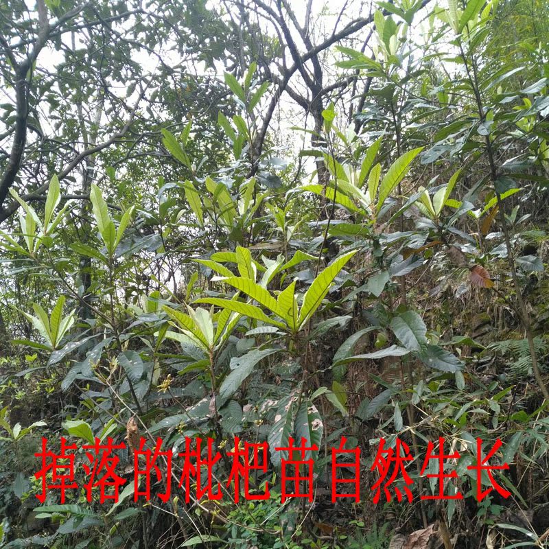 麗水青田山野生中藥材草藥瓦松瓦花向天草酸塔昨葉荷