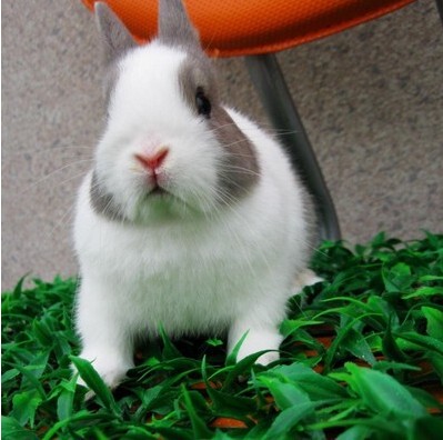 侏儒兔活体侏儒兔兔子活体凤眼海棠侏儒兔活体宠物兔活体纯种活体