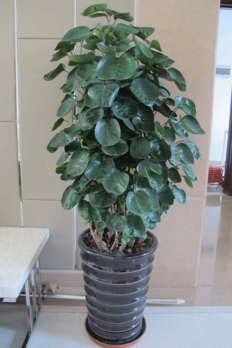 包邮金钱兜 聚财福禄桐绿植盆栽金钱树办公室内桌面植物 吸收甲醛_双