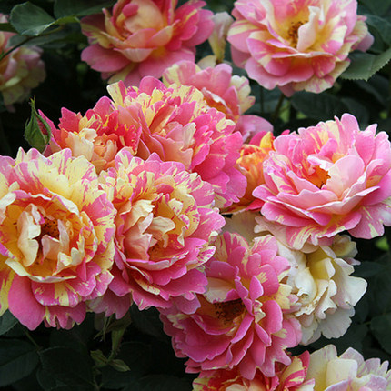 日月绿植 皇宫切花包子会变紫黑的切包 浓香大花月季花苗庭院盆栽_7折