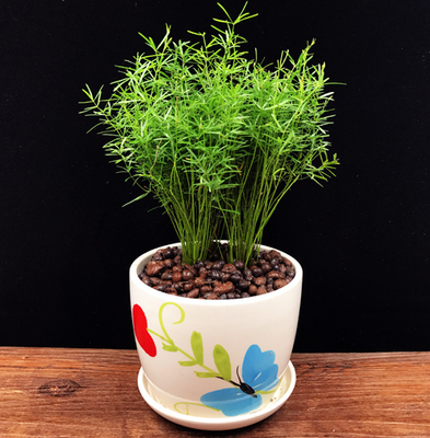 天门冬武竹小盆栽盆景中草药苗办公室客厅吸甲醛净化空气花卉绿植