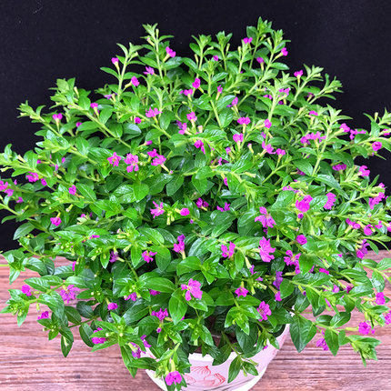满天星盆栽植物室内绿植四季开花庭院阳台楼顶花卉驱蚊康乃馨植物_7折