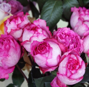 伯爵 红蔓园艺欧月强香月季花苗灌木 香味浓郁玫瑰 伊芙伯爵 v9盆栽