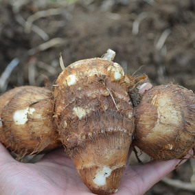 2017年新鲜小毛芋头 5斤包邮 山东芋头 8月现挖新鲜芋头芋艿 香芋