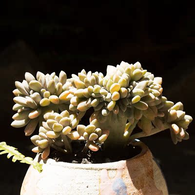 醉美人缀化群生多头老桩多肉办公室盆栽花卉多肉植物萌肉肉花陌派