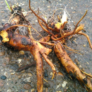 純天然野生羊蹄草羊蹄根土大黃牛耳大黃野大黃吐血草箭頭草救命王