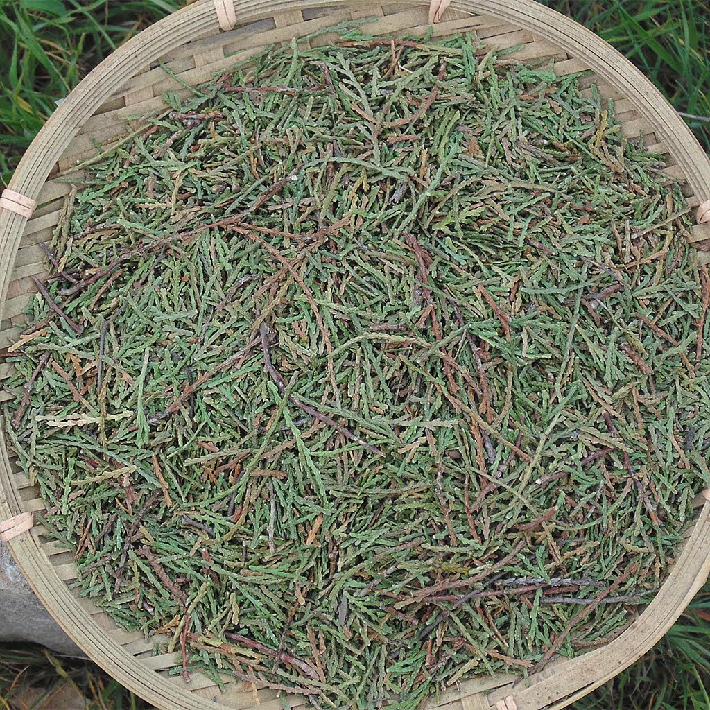 5斤包邮野生鲜柏树叶 可打粉干侧柏叶 防脱发 乌发 养护头发