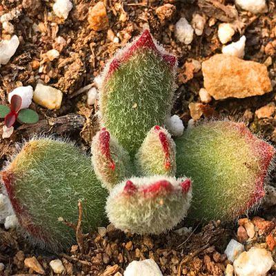 多肉植物猫爪清仓包邮新手组合盆栽办公室室内绿植花卉依心花艺坊