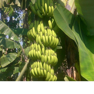 香蕉banana海南香蕉新鲜水果芭蕉有机无公害包邮农家直供