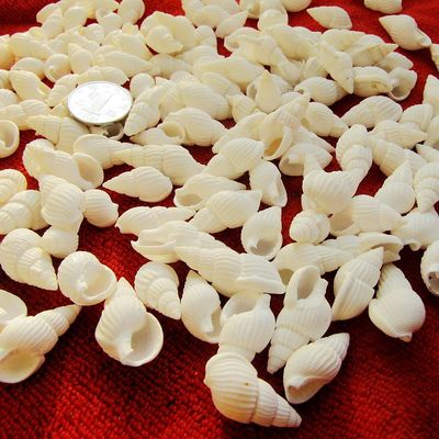 200只白米螺白色小海螺贝壳创意漂流瓶许愿瓶材料婚庆柜台装饰