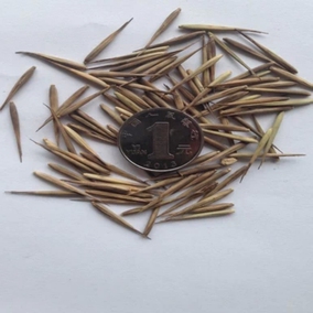 新采林木种子毛竹种子 青竹种子 楠竹 毛竹笋种子 特价100/斤