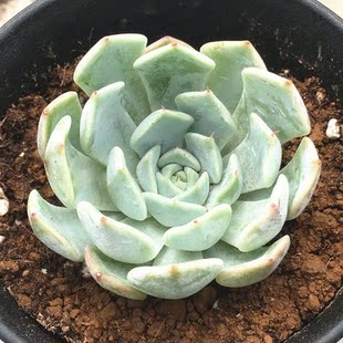 狮子座新款秋季趣味阳台定规座 自然色多肉 十二星座系列植物