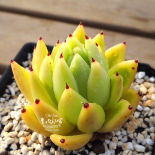 多肉玩家 冬云东云系 进口多肉植物 金蜡 单头 多头群生 老桩特价