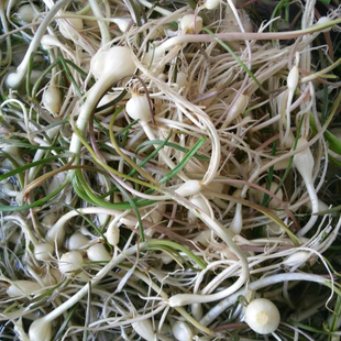 东北特产 长白山新鲜山野菜 小根菜 大头蒜250g野生山菜 绿色食品