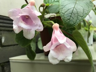 套筒 粉白套筒 苦苣苔