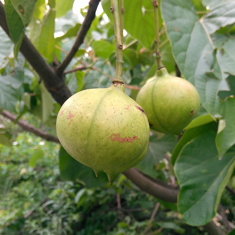 新鮮桐子樹葉桐油野生現採桐樹葉油桐樹果花皮根苗桐樹葉粑粑包郵