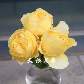 天狼月季朱诺杯花苗阳台盆栽日月花卉四季开花庭院玫瑰花观花植物_双